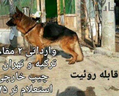 عکس سگ ژرمن وارداتی