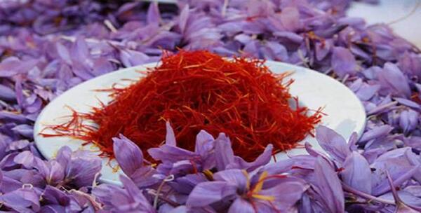 عکس زعفران ایران
