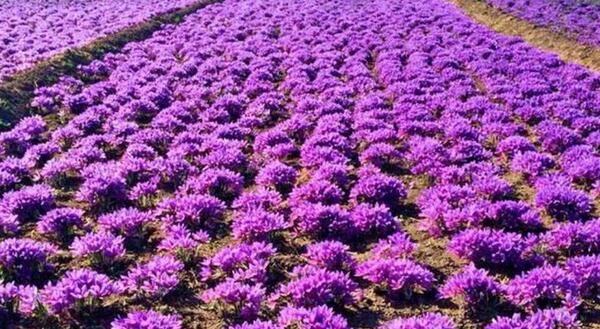 عکس زعفران ایران