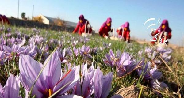 عکس زعفران ایران