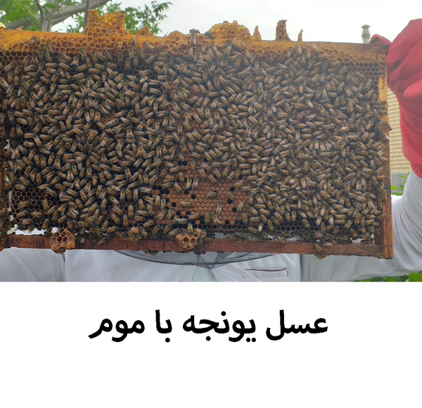 عکس عسل یونجه