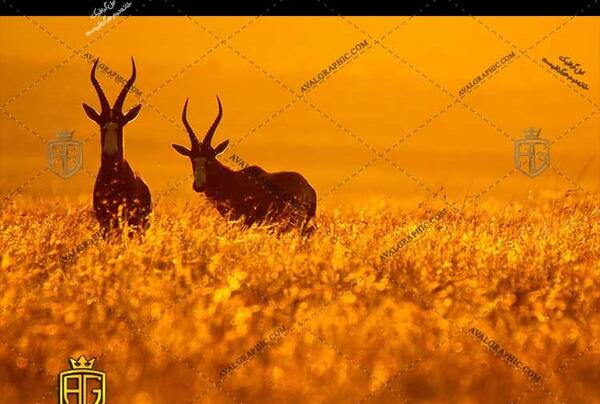عکس آهو برای طراحی