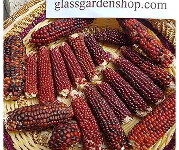 عکس عروسک ذرت