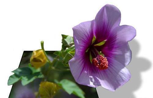عکس های سه بعدی غمگین