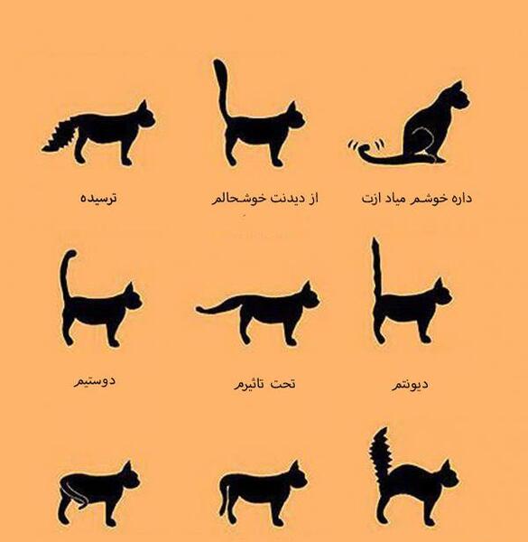 عکس گربه زبون دراز