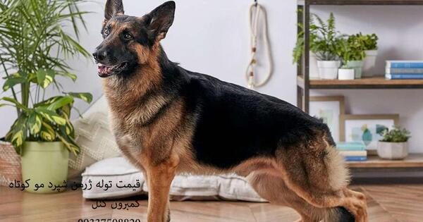 عکس سگ ژرمن مو کوتاه