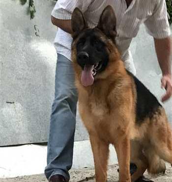 عکس سگ ژرمن مو کوتاه