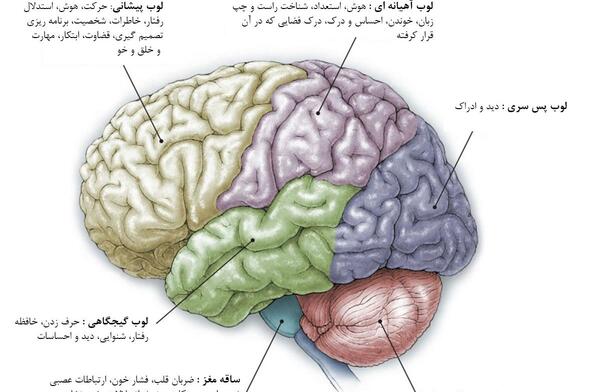 وحشتناک عکس قلب انسان
