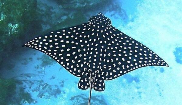 عکس دریای کیش