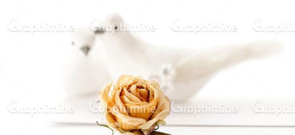 عکس گل رز خشک