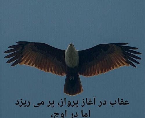 عکس عقاب نوشته دار