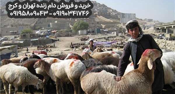 عکس های گوسفندان افغانستان