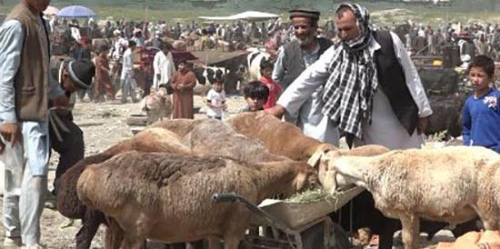 عکس های گوسفندان افغانستان