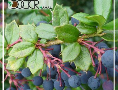عکس درخت زرشک سیاه
