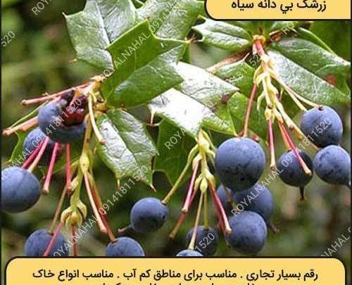 عکس درخت زرشک سیاه