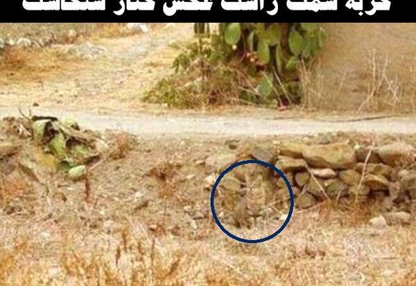 عکس گربه را پیدا کنید