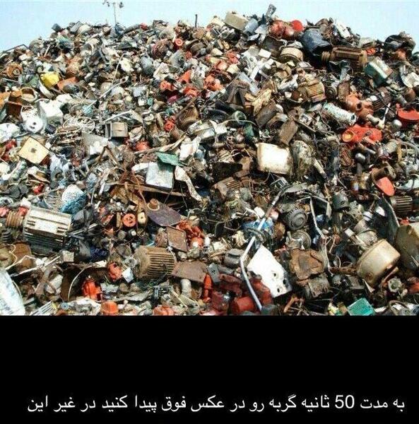 عکس گربه را پیدا کنید