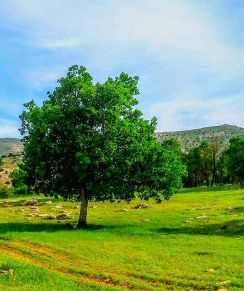 چند عکس زیبا از طبیعت