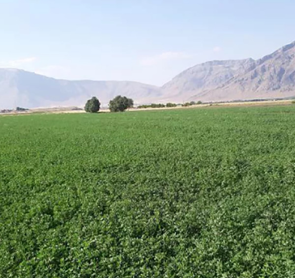 عکس یونجه با کیفیت
