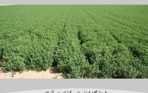 عکس یونجه با کیفیت