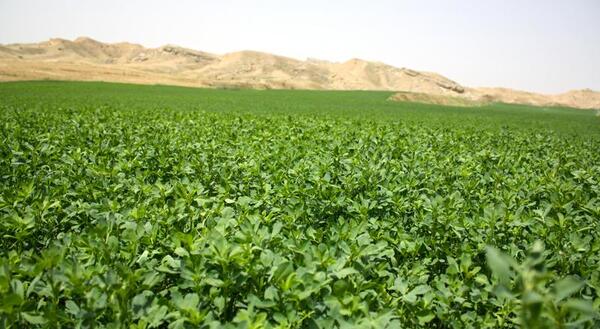 عکس یونجه با کیفیت