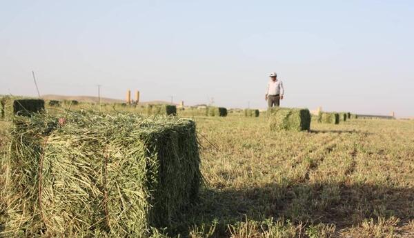 عکس یونجه با کیفیت
