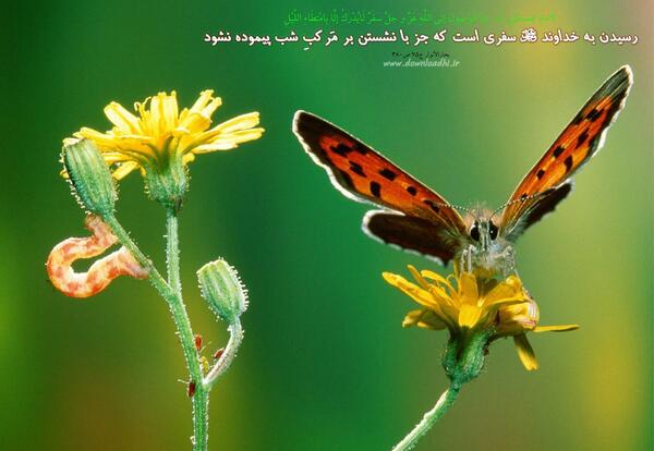 عکس منظره با حدیث