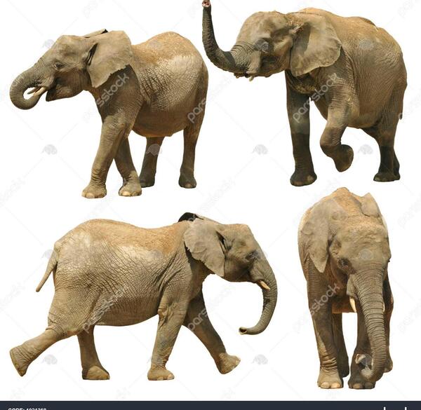 عکس فیل ها