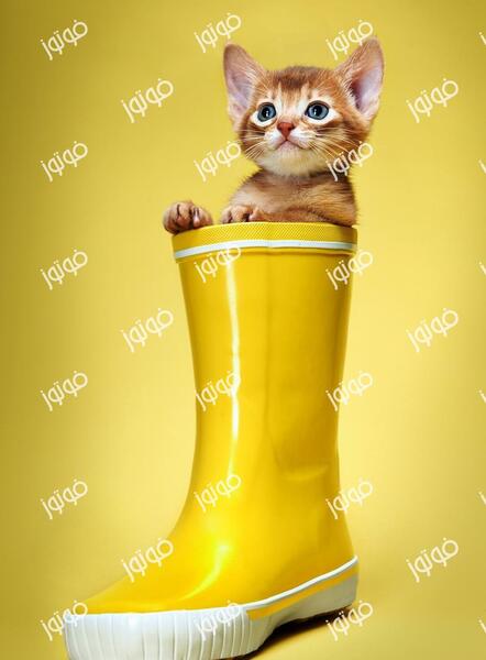 عکس گربه حبشی