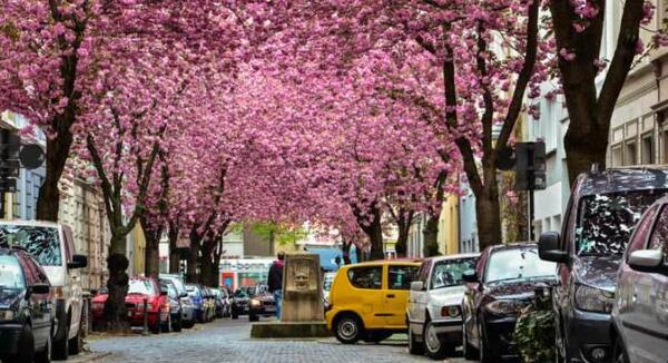 عکس جاهای دیدنی شهر بن آلمان