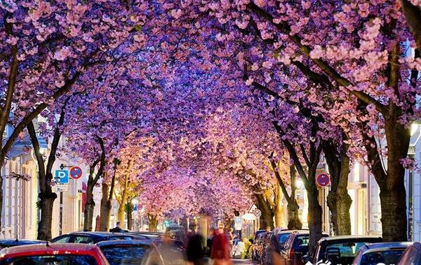 عکس جاهای دیدنی شهر بن آلمان