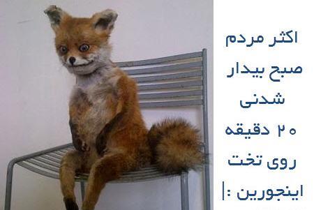 عکس روباه بامزه