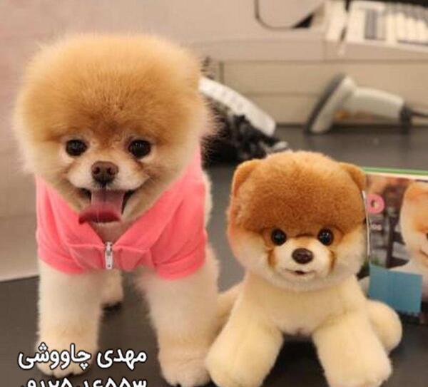 عکس سگ خرسی بزرگ