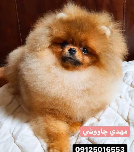 عکس سگ خرسی بزرگ