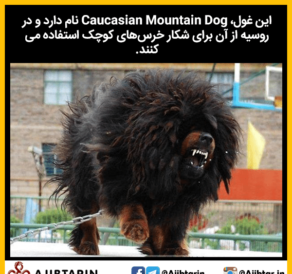 عکس سگ خرسی بزرگ