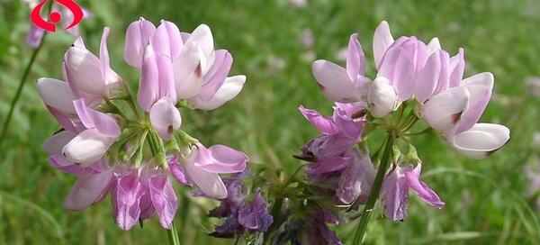 عکس گیاه یونجه باغی