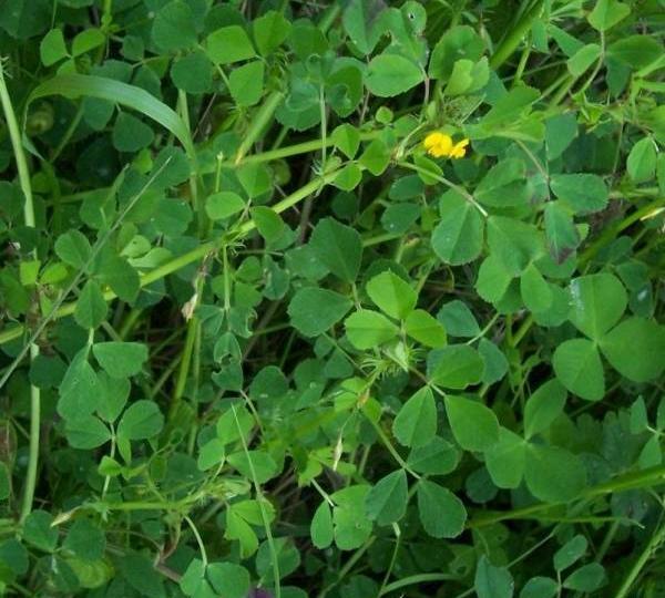 عکس گیاه یونجه باغی