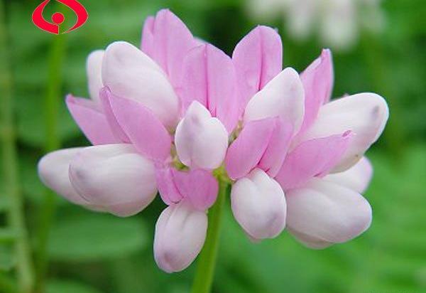 عکس گیاه یونجه باغی