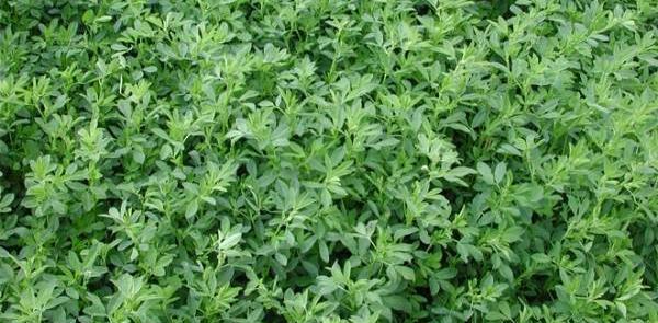 عکس گیاه یونجه باغی