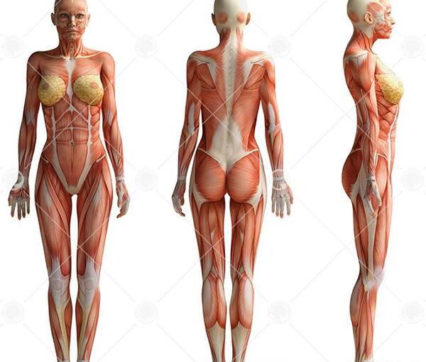 عکس طراحی اناتومی بدن