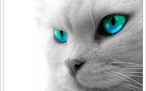 عکس گربه های زیبا