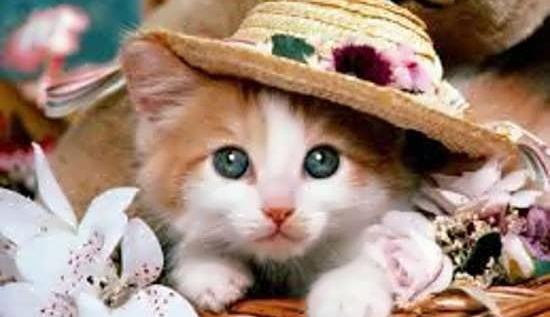 عکس گربه های زیبا