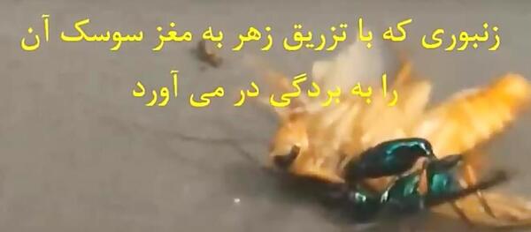 عکس سوسک زامبی