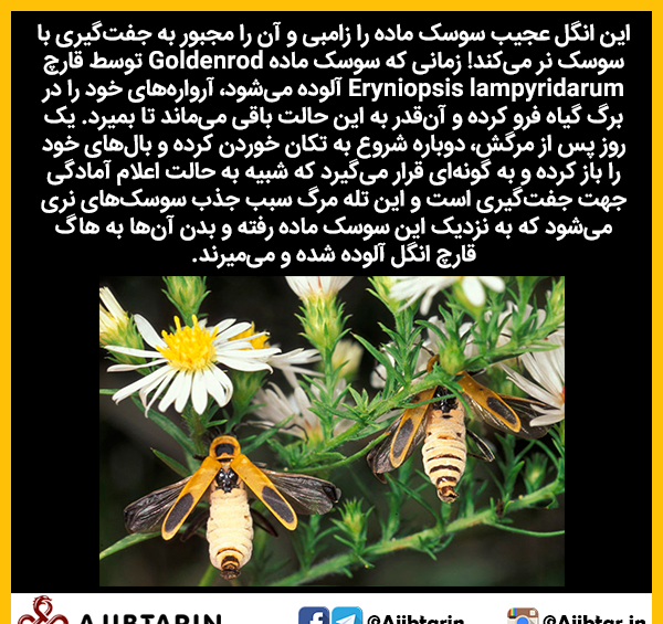 عکس سوسک زامبی