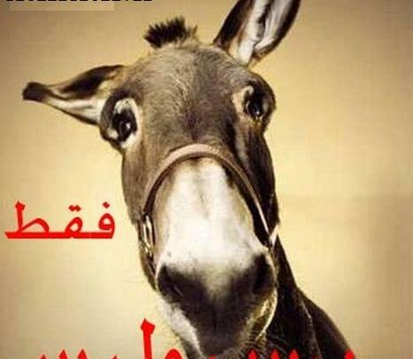 عکس خنده دار ضد لنگی