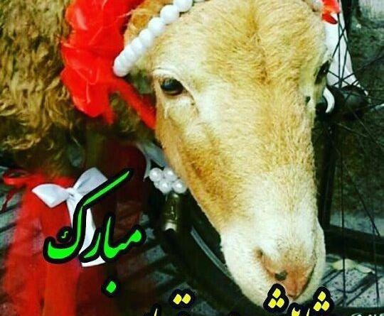 عکس پروفایل عید قربان جدید