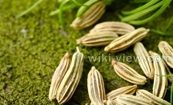 عکس میوه ی رازیانه