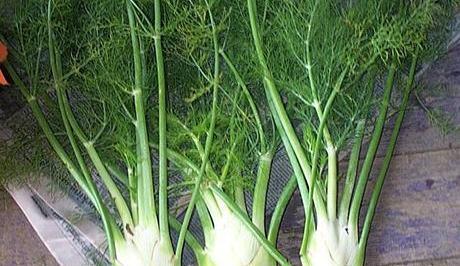 عکس میوه ی رازیانه