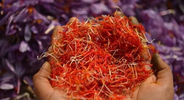 عکس ریشه زعفران