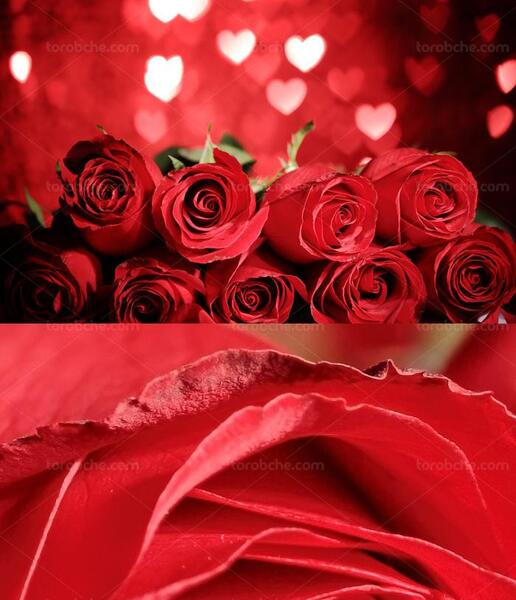 عکس تصاویر قلب قرمز عاشقانه